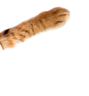 cats paw on white background