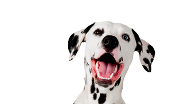 studio shot with white background