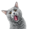 British blue cat on white background