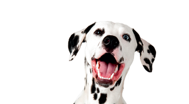 studio shot with white background